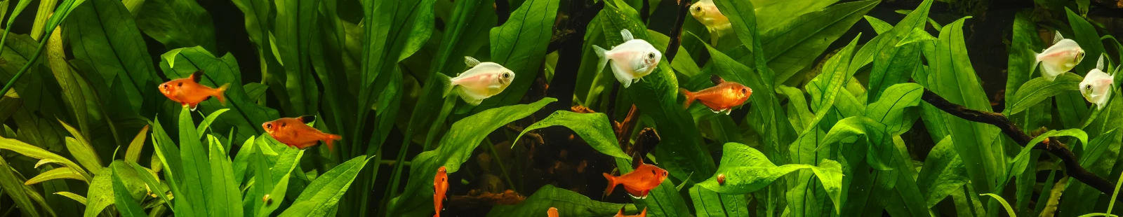Aquarien