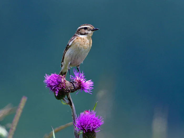 Alles für deine Gartentiere in der Heimtierworld