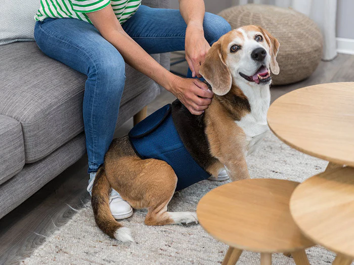 Hundegesundheit