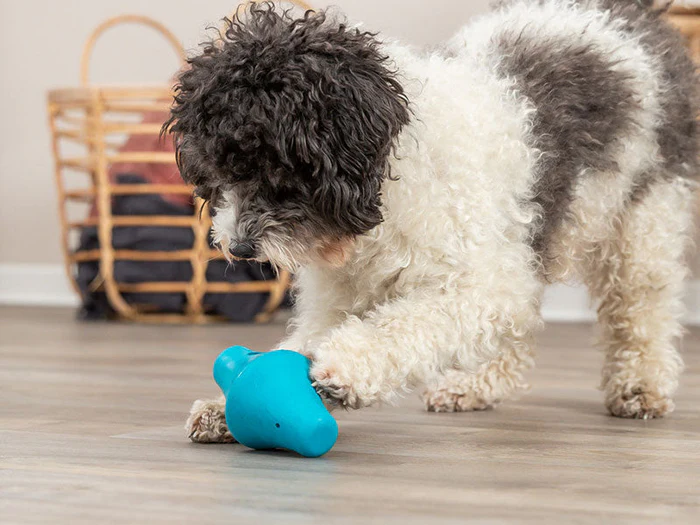 Latex- & Gummispielzeug für Hunde