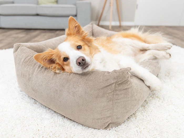 Liegeplätze für Hunde
