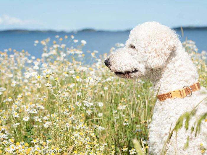Sommerartikel für Hunde