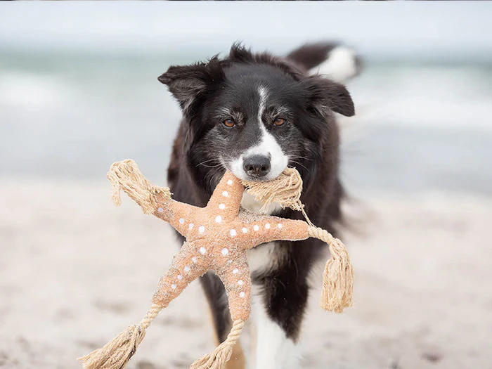 Hundespielzeug
