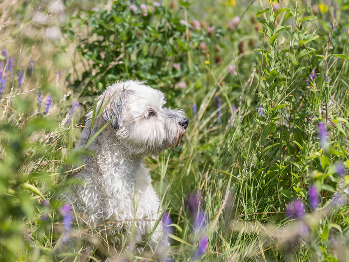 Ungezieferschutz für Hunde