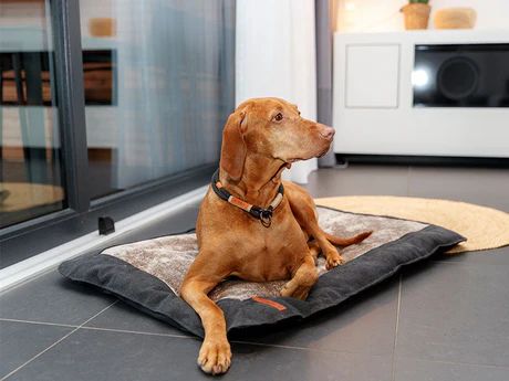 Hundedecken