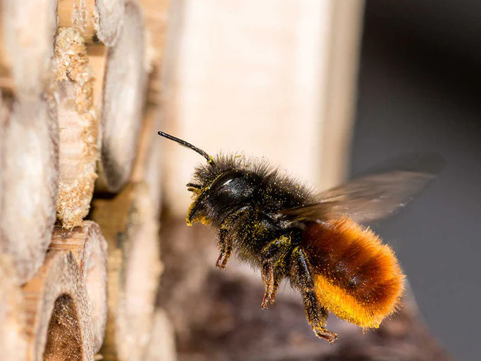 Insektenhotels