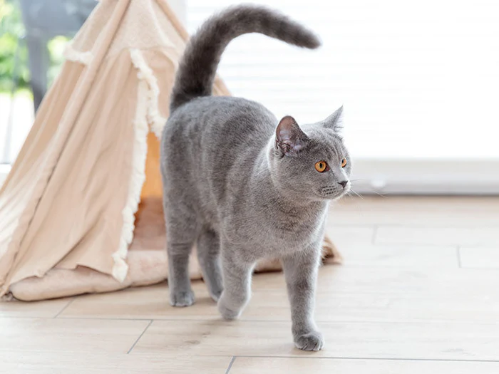 Kuschelhöhlen & Hängematten für Katzen