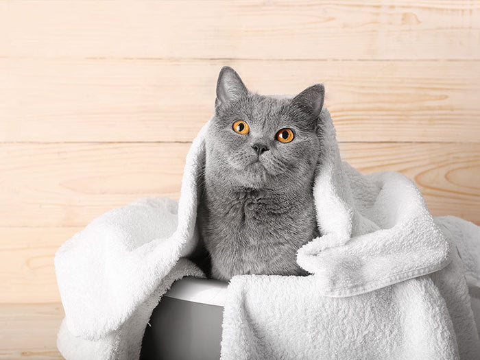 Katzenshampoos