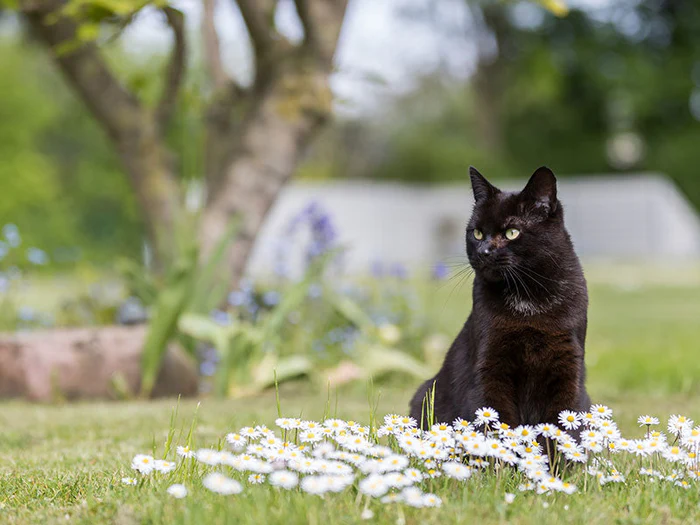 Osterartikel für Katzen