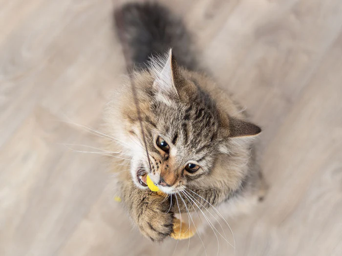Katzenangeln & Spielstäbe