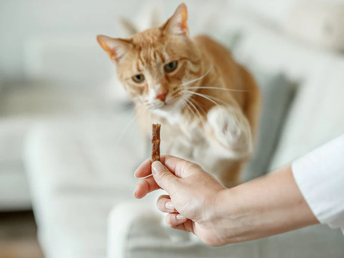 Katzenleckerlis