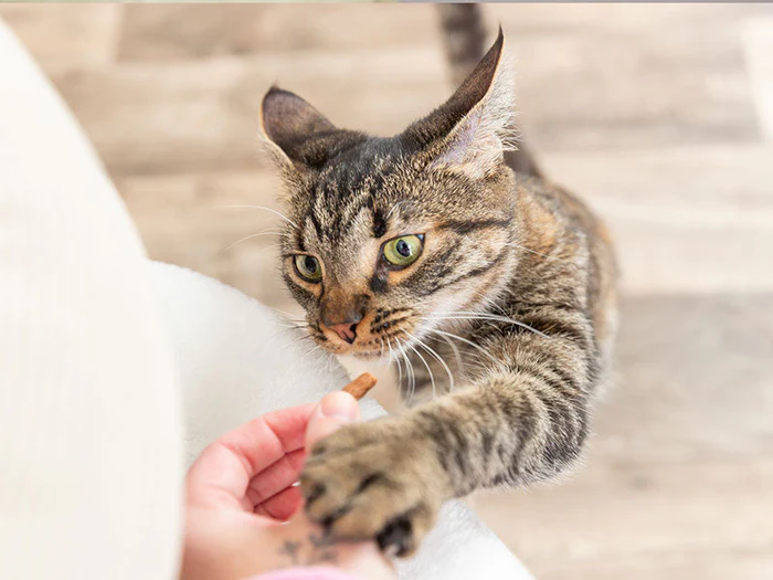 Katzensnacks