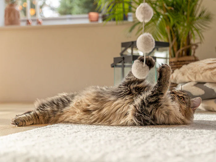 Katzenspielzeug