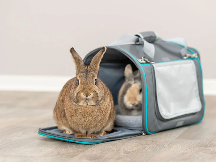 Transport & Reisen mit Kleintieren