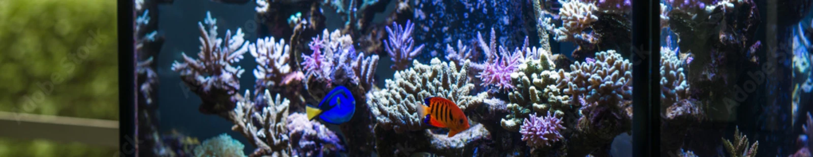 Aquarien