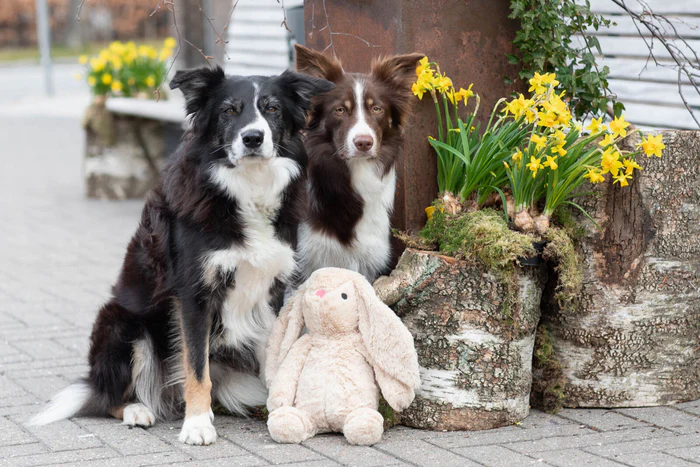 Ostern mit Heimtierworld