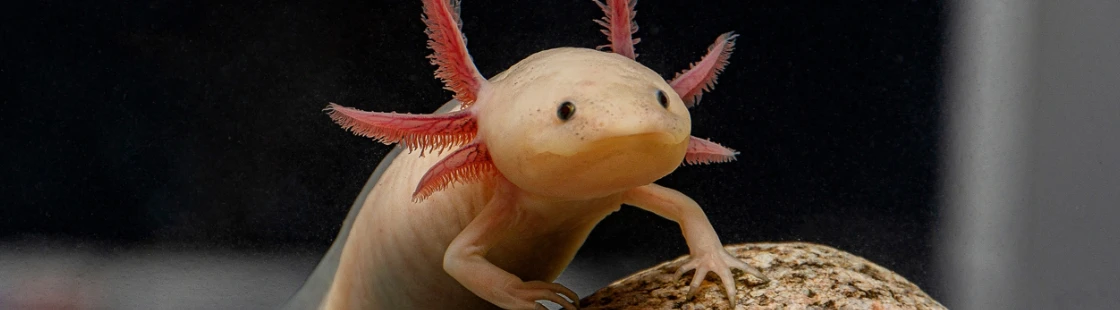 Axolotl