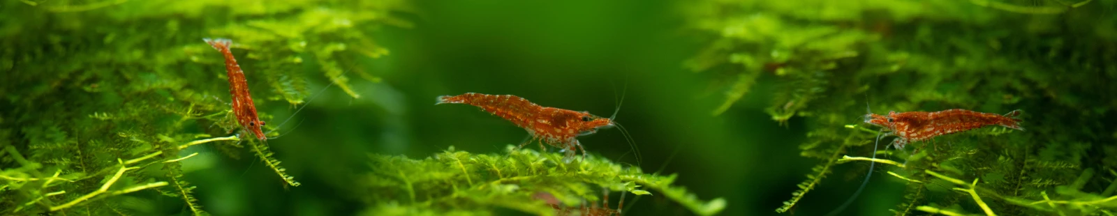 Nano Aquaristik