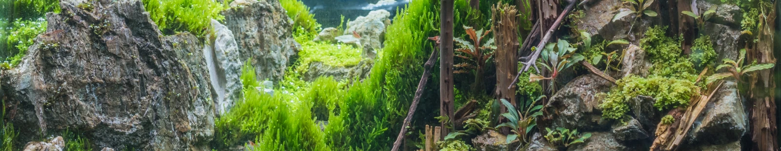 Scaping