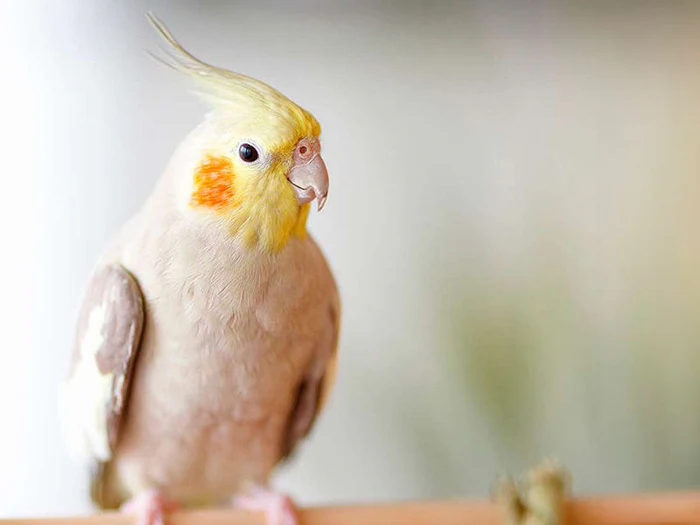 Alles für deine Vögel in der Heimtierworld