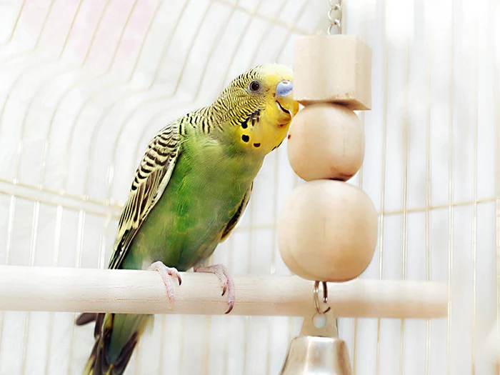 Vogelspielzeug