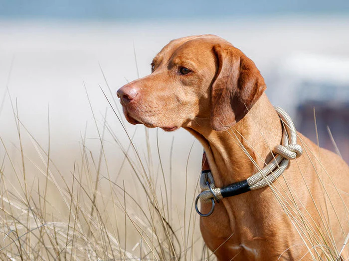 Hundehalsbänder