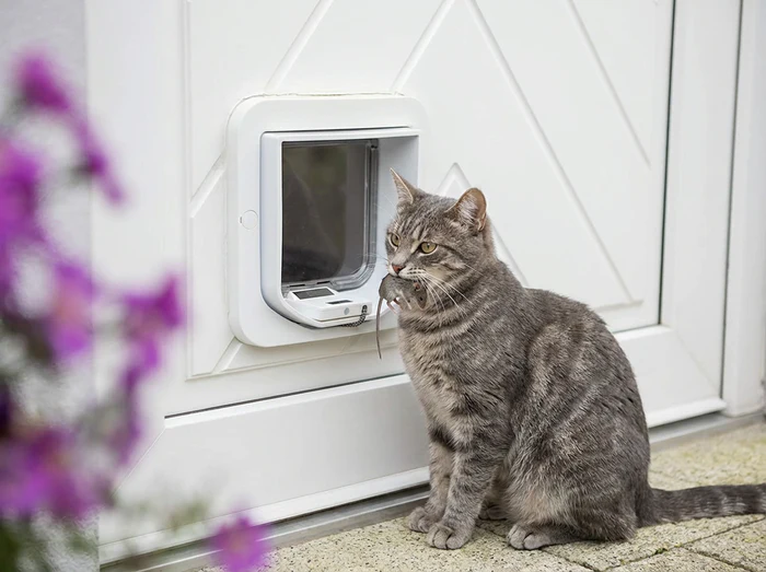 Pawtronics - Elektrozubehör für den Alltag mit deiner Katze