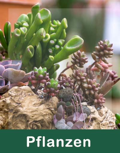 Terrarien
