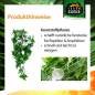 Preview: TERRARIUM PLANTS – Kunststoffplanzen