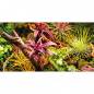 Preview: Colorful Jungle / Strangler Fig