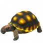 Preview: Turtle