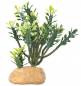 Preview: Euphorbia