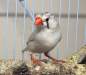 Preview: PureSun Compact Bird Lamp