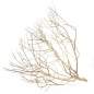 Preview: Desert Bush