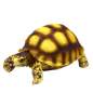 Preview: Turtle