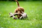 Preview: Tiger Hundespielzeug