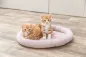 Preview: Junior Bett Katze