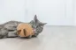 Preview: XXL Plüsch-Erdnuss mit Gesicht und USA-Katzenminze für große Katzen