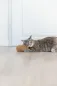 Preview: XXL Plüsch-Erdnuss mit Gesicht und USA-Katzenminze für große Katzen