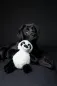 Preview: Pandabär für Hunde