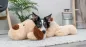 Preview: Ankuschelhund Benny