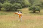 Preview: Hundeplüschtier Knisterfuchs