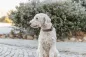 Preview: Rustic Fettleder-Halsband Nieten, extra breit