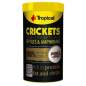 Preview: Crickets
