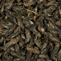 Preview: Crickets