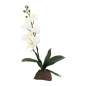 Preview: Orchidee