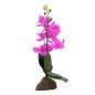 Preview: Orchidee