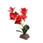 Preview: Orchidee