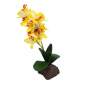 Preview: Orchidee