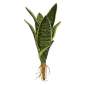 Preview: Sansevieria
